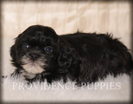 Small Photo #10 ShihPoo Puppy For Sale in COPPOCK, IA, USA