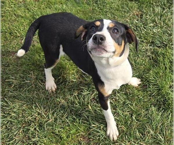 Medium Photo #1 Rottweiler-Unknown Mix Puppy For Sale in Placerville, CA, USA