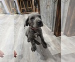 Small #7 Great Dane