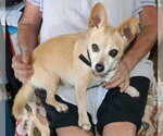 Small #2 Chihuahua Mix