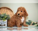 Small #4 Cavapoo
