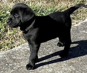 Labrador Retriever Puppy for sale in ROCKMART, GA, USA