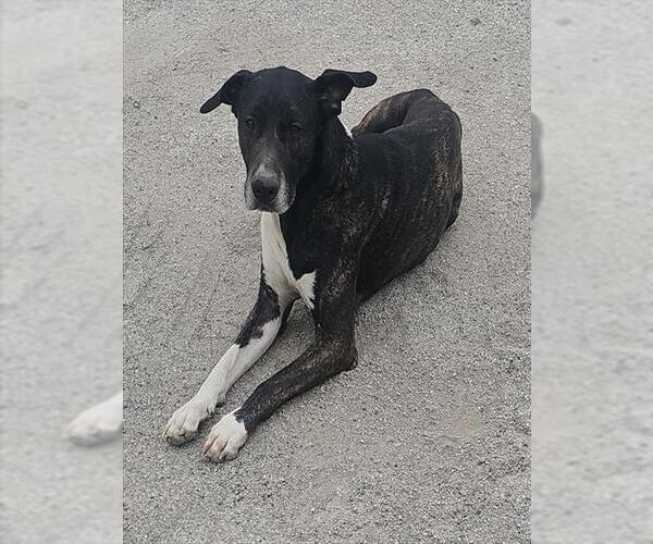 Medium Photo #1 Mutt Puppy For Sale in San Antonio, TX, USA