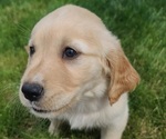 Small Photo #3 Golden Retriever Puppy For Sale in NOBLESVILLE, IN, USA