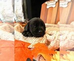 Puppy Raven AVAILABLE Golden Labrador