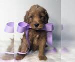 Small Photo #11 Goldendoodle Puppy For Sale in DEMOPOLIS, AL, USA