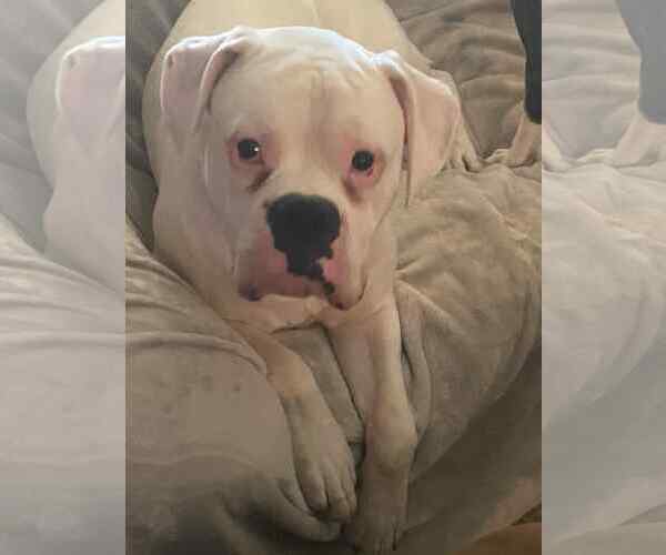 Medium Photo #4 Boxer Puppy For Sale in Woodbury, MN, USA