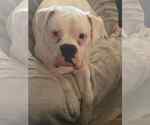 Small #3 Boxer