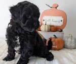 Small #2 ShihPoo
