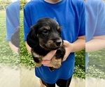 Small #2 Dachshund