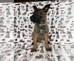 Small Photo #3 Belgian Malinois Puppy For Sale in LANCASTER, PA, USA