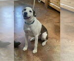 Small #6 Australian Shepherd Mix