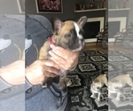 Small Photo #9 French Bulldog Puppy For Sale in SPARKS, NV, USA