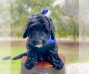 Sheepadoodle Puppy for sale in MARYSVILLE, CA, USA