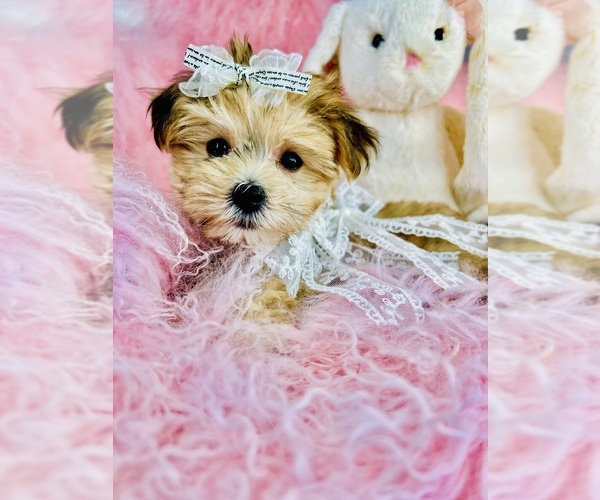 Medium Photo #4 Morkie Puppy For Sale in TAMPA, FL, USA