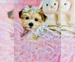 Small #3 Morkie