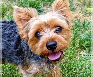 Father of the Yorkshire Terrier puppies born on 05/04/2024