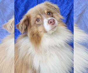 Australian Shepherd-Unknown Mix Dogs for adoption in Cuba, NY, USA