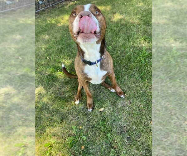 Medium Photo #2 American Pit Bull Terrier-Unknown Mix Puppy For Sale in Coralville, IA, USA