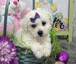 Bichon Frise Puppy for sale in PEEBLES, OH, USA