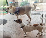 Small #6 Labrador Retriever Mix