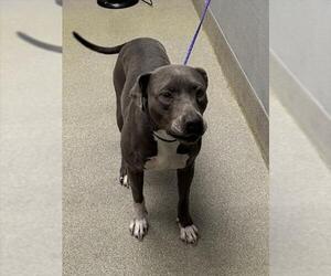 American Pit Bull Terrier-Unknown Mix Dogs for adoption in Las Vegas, NV, USA