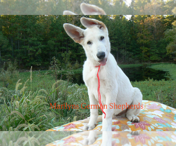 Medium Photo #2 German Shepherd Dog Puppy For Sale in PIEDMONT, MO, USA