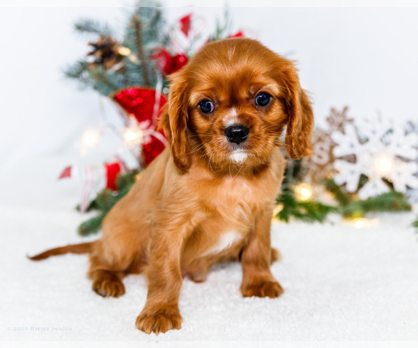 Medium Photo #25 Cavalier King Charles Spaniel Puppy For Sale in WAKARUSA, IN, USA