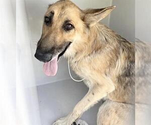 German Shepherd Dog Dogs for adoption in Houston, TX, USA