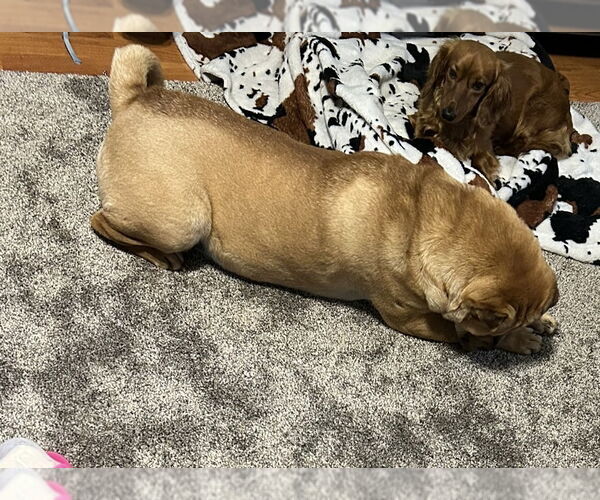 Medium Photo #2 Chinese Shar-Pei Puppy For Sale in Chandler, AZ, USA