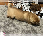 Small #1 Chinese Shar-Pei