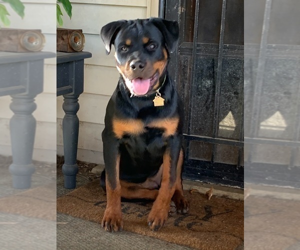 Medium Photo #27 Rottweiler Puppy For Sale in VONORE, TN, USA