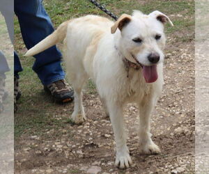 Border Terrier-Unknown Mix Dogs for adoption in Bandera, TX, USA