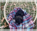 Small #9 Schnoodle (Miniature)