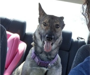 Mother of the Belgian Malinois-Unknown Mix puppies born on 05/05/2026