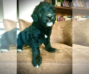 Goldendoodle (Miniature) Puppy for sale in WOODLAND, WA, USA