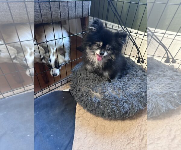 Medium Photo #5 Pomeranian Puppy For Sale in Bellevue, WA, USA
