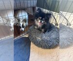 Small #4 Pomeranian