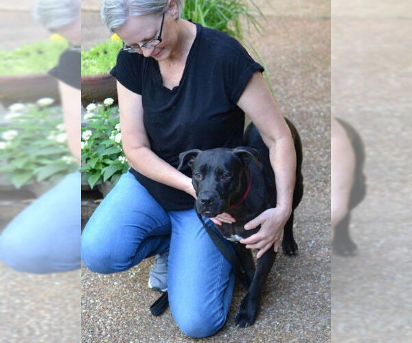 Medium Photo #2 Mutt Puppy For Sale in Germanton, TN, USA