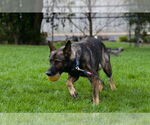 Small #11 German Shepherd Dog