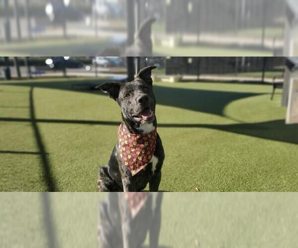 Medium Photo #1 German Shepherd Dog Puppy For Sale in Placerville, CA, USA