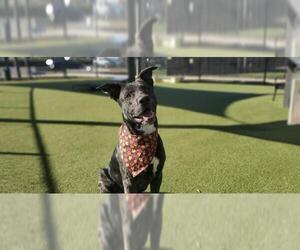 German Shepherd Dog Dogs for adoption in Placerville, CA, USA