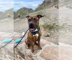 Small Photo #2 Boxer-Unknown Mix Puppy For Sale in Chandler, AZ, USA