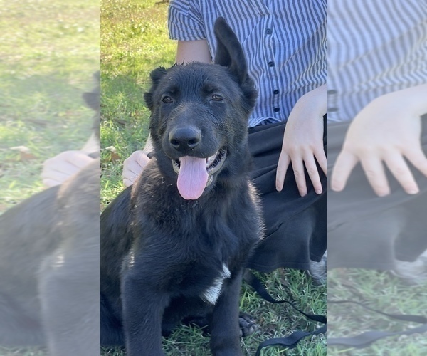 Medium Photo #3 German Shepherd Dog Puppy For Sale in WACO, TX, USA