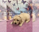 Small #5 English Cream Golden Retriever