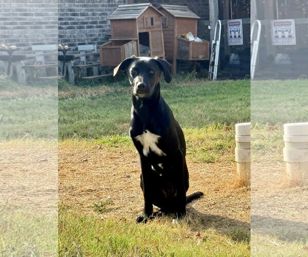 Medium Photo #3 Labrador Retriever-Unknown Mix Puppy For Sale in Wakefield, RI, USA