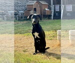 Small #2 Labrador Retriever Mix