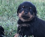 Small #1 Rottweiler