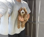 Small #3 Goldendoodle (Miniature)