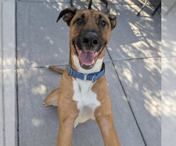 Medium Photo #3 Black Mouth Cur-Unknown Mix Puppy For Sale in Alameda, CA, USA
